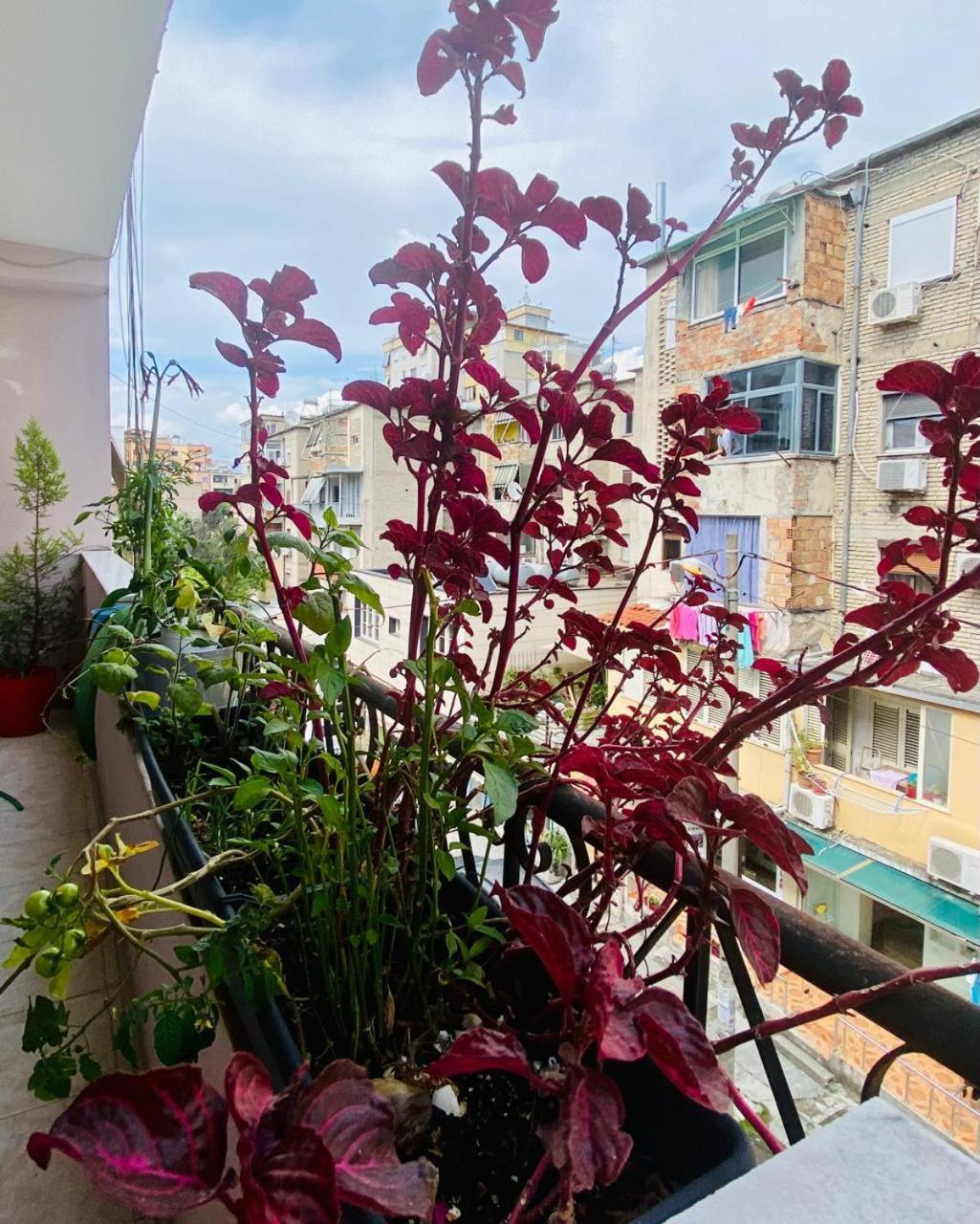 Maison d'hôtes Apartment Tirana